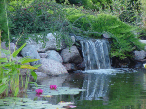 Fellowship pond with waterfall and green plants